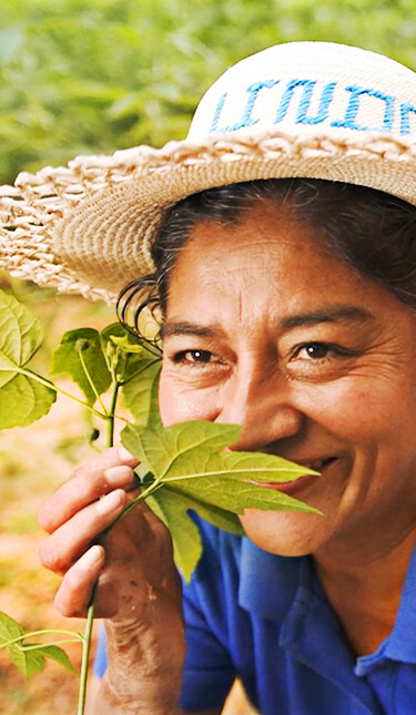 Person sieht Pflanze an