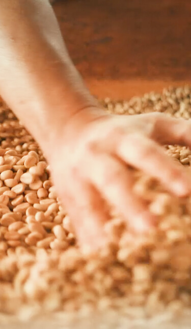 getrocknete Kaffeebohnen