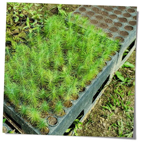 Baumschule Einschulung