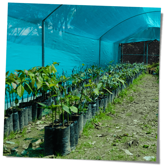 Baumschule Kaffeefeld