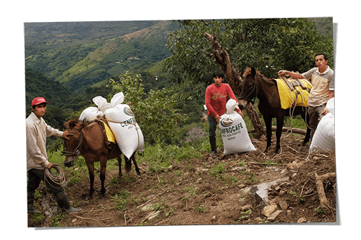 Teaser Herkunft Peru